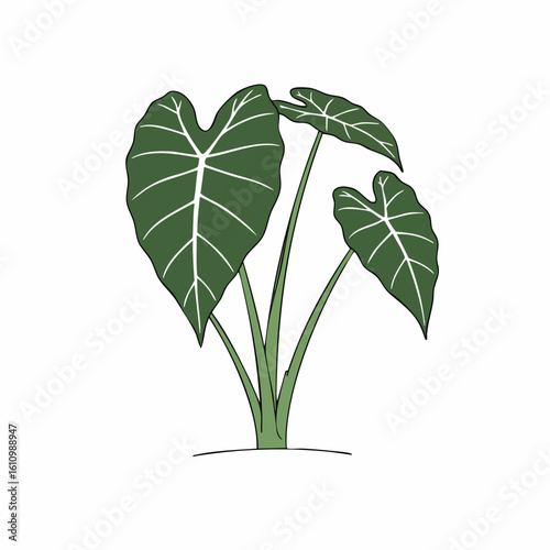 Simple Illustration of a Taro Plant with Heart-Shaped Leaves