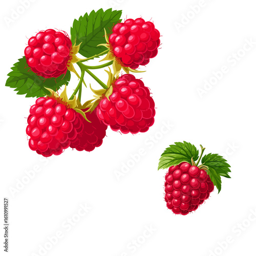 Juicy red raspberry, branch with leaves. Vector illustration. Summer ripe berry isolated on white background. Juices, jam, cooking