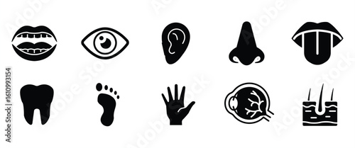 Medical organs icon, Anatomical vector pictograms of human internal organs, body parts, in transparent background.