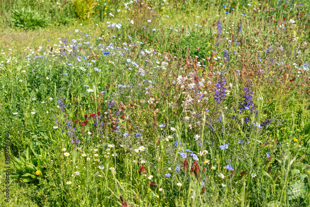 Fototapeta premium Wild flowers field. Wild flowers on spring meadow with blue flax, crimson clover, red poppy