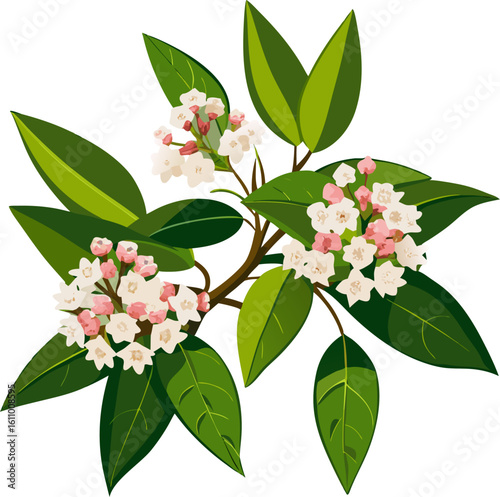 Mountain Laurel flowers