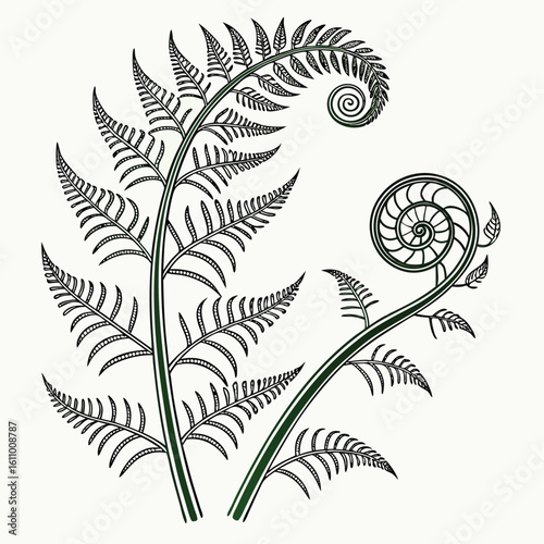 Intricate vector illustration of curled fern fiddleheads with detailed fronds drawn in thin lines with natural flow and scientific botanical elegance