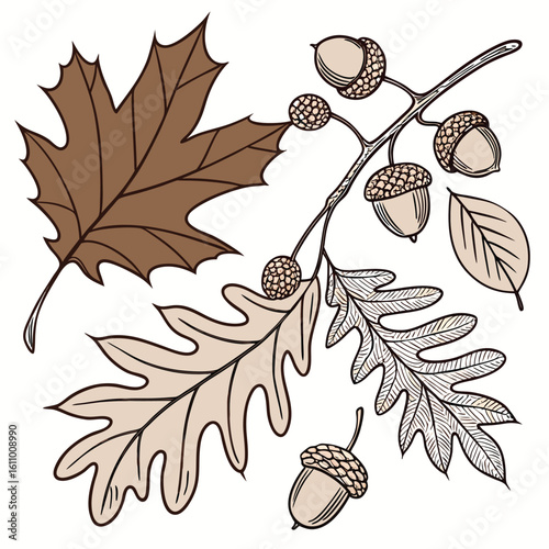 Hand-drawn vector collection of fall leaves such as maple oak and birch paired with acorns and seed pods warm monochrome or earth-tone fill arranged for seasonal compositions