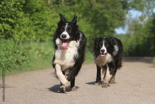 two funny black and white border collies with open mouths and hanging tongues running on a sandy path in green nature