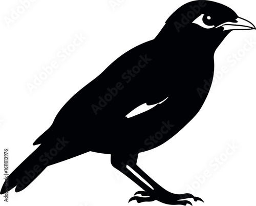 myna bird isolated on white background tropical songbird for wildlife and nature illustration