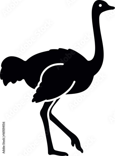 ostrich birds isolated on white background large flightless African bird for wildlife and nature illustration