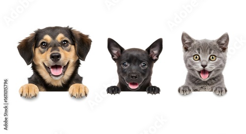 A Joyful Trio of Two Puppies and a Kitten Peeking Over a White Banner