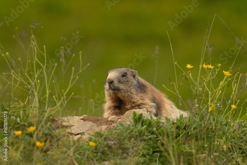 einzelnes Murmeltier zwischen Blüten an seinem Bau