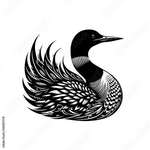 Loon bird isolated on white background