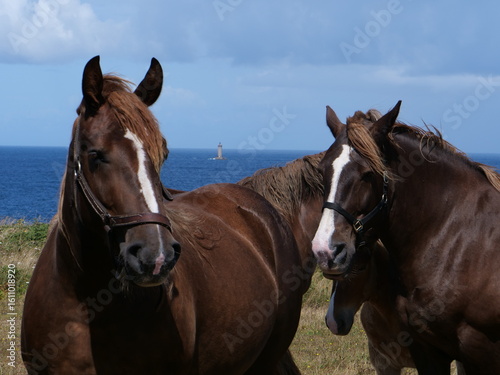 Horses (trait bretons) in a field near the sea