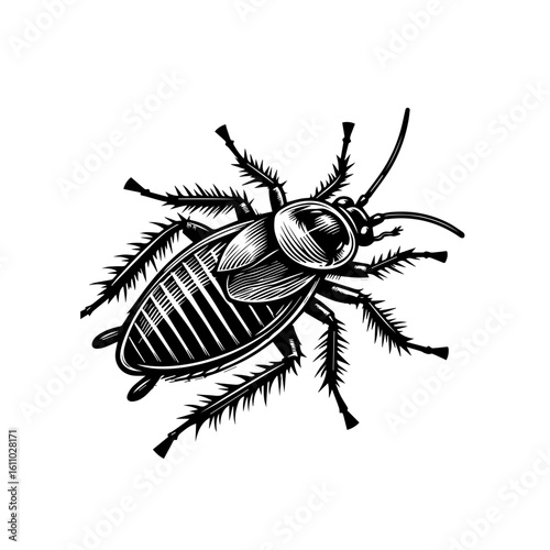Vintage illustration of a cockroach isolated on white