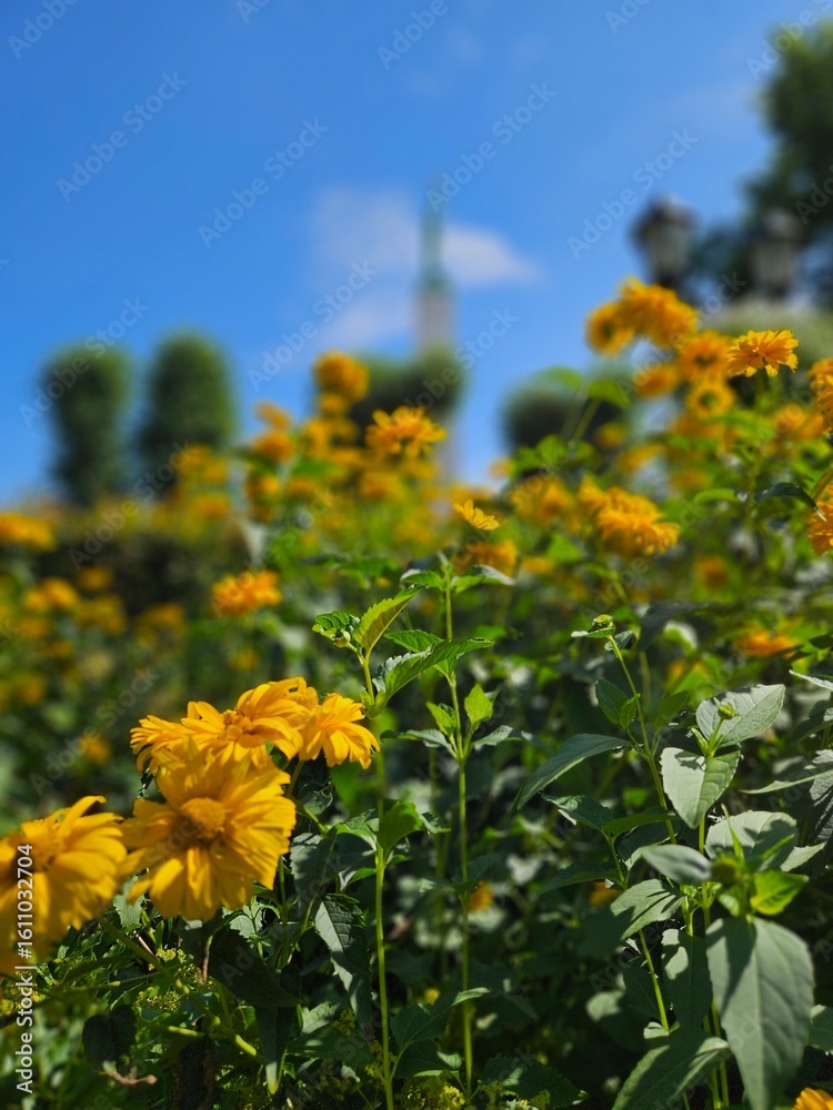 Obraz premium Beautiful Flowers Background