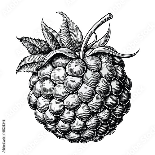 Vector illustration of an isolated, fresh, ripe blackberry fruit, a healthy sweet nature object