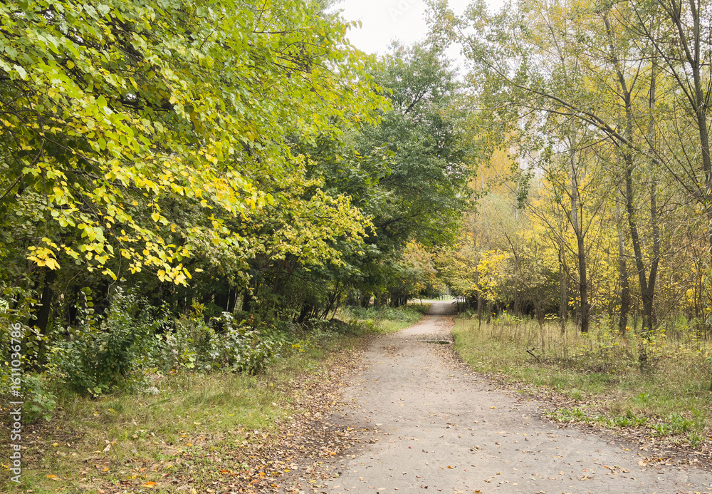 Fototapeta premium Bright autumn trees along a path with autumn leaf colors. Fall season