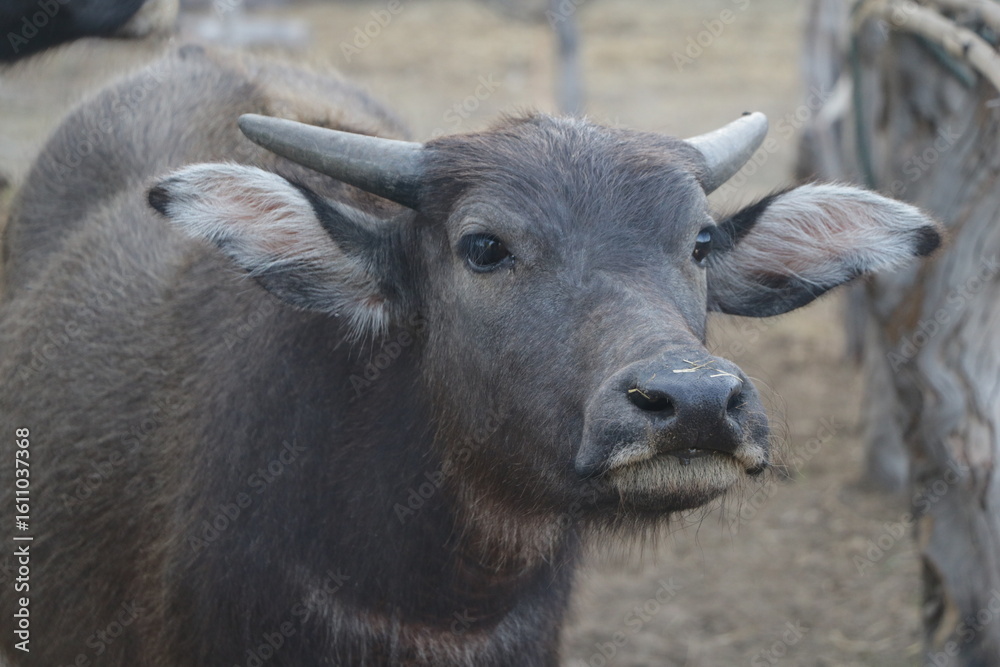 Fototapeta premium An Asian black buffalo is standing in the field