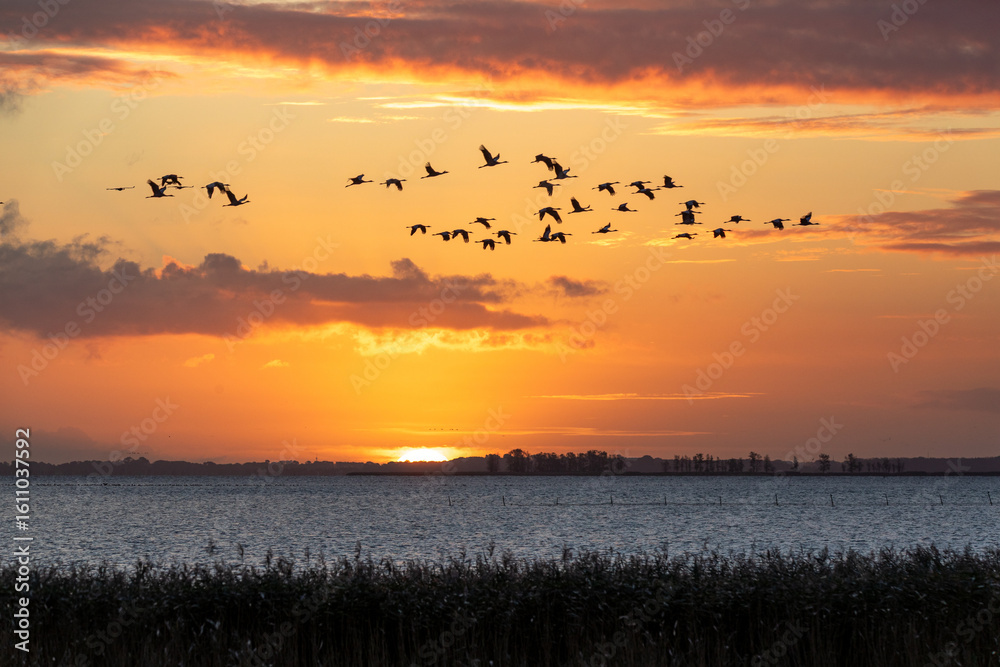 Naklejka premium Fliegende Kraniche bei Sonnenuaufgang über dem Bodden vor Zingst.