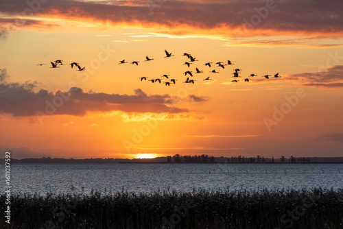 Fliegende Kraniche bei Sonnenuaufgang über dem Bodden vor Zingst.