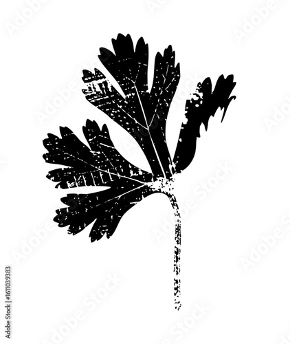 Vector Botanical of a textured parsley leaf with a slender stem.