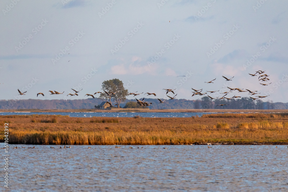 Naklejka premium Fliegende Kraniche über dem Bodden vor Zingst.
