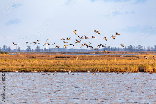 Fliegende Kraniche über dem Bodden vor Zingst.