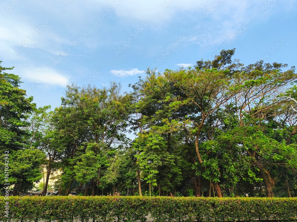 Obraz premium trees in the park