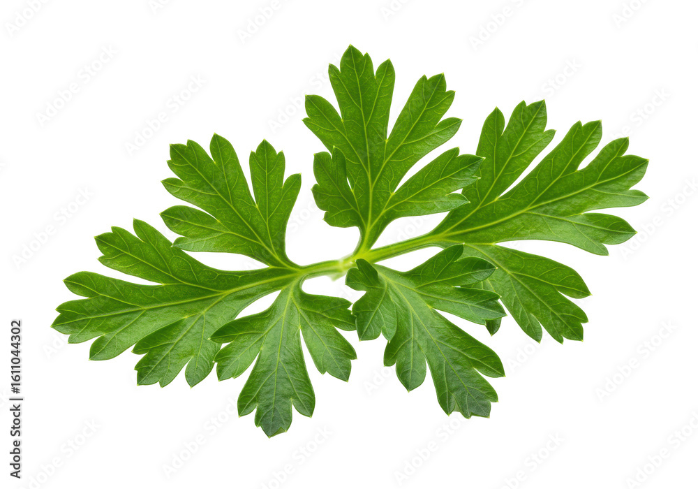 Fresh green parsley leaf on a transparent background, ideal for culinary use and recipes Fresh green parsley leaf on a transparent background, ideal for culinary use and recipes