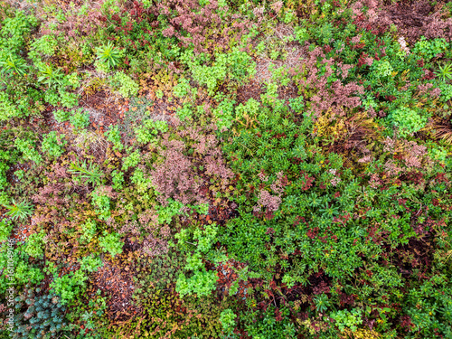 Top view of colorful ground cover plants including sedum and succulents in a dense natural pattern, ideal for green roofs or dry gardens.