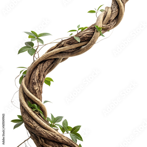 Fototapeta Naklejka Na Ścianę i Meble -  Twisted jungle vine with green leaves isolated on transparent background
