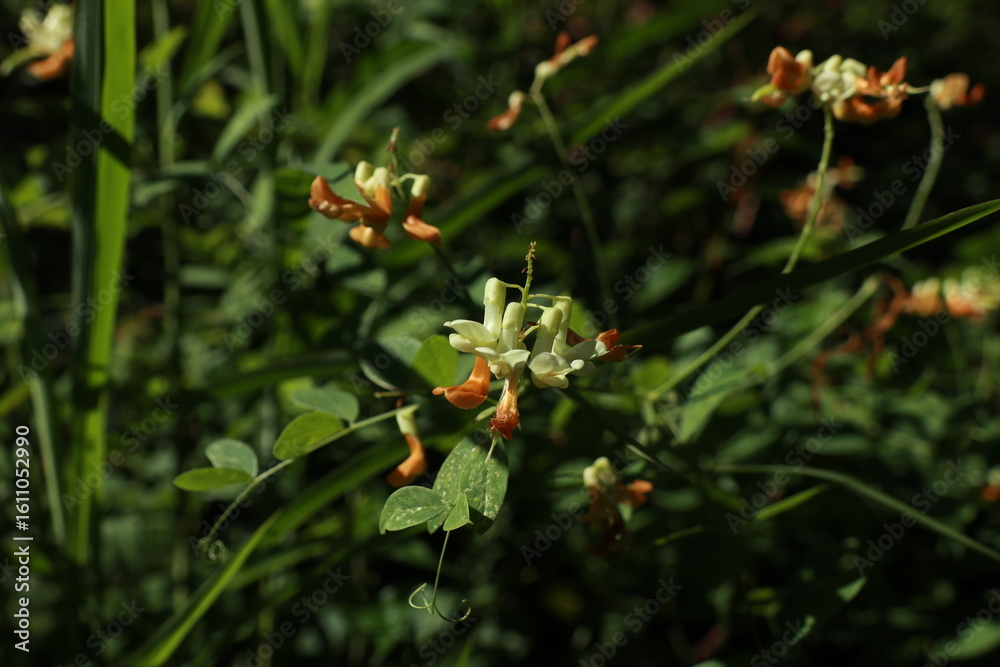 Obraz premium 활량나물