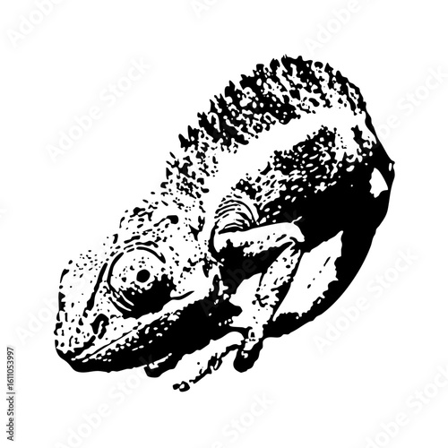Vector Detailed of a curled chameleon with textured scales.
