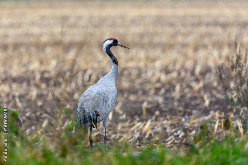 Obraz premium Kranich.