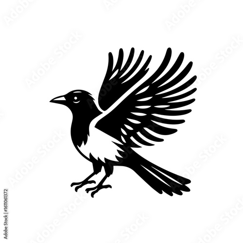 A magpie bird with wings spread isolated on white