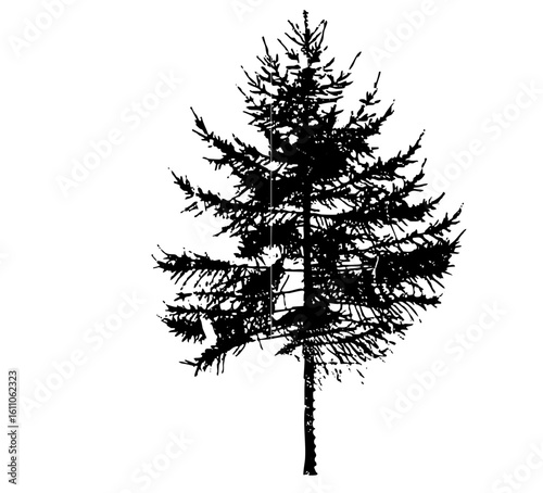 Vector Detailed silhouette of a coniferous tree .