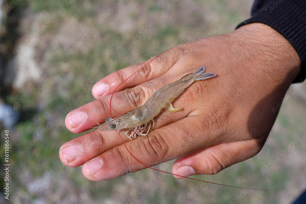Fototapeta premium white shrimp, Litopenaeus vannamei, with a background of a cultivation pond