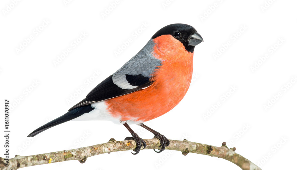 bullfinch sitting on a branch isolated on transparent background. bullfinch sitting on a branch isolated on transparent background.