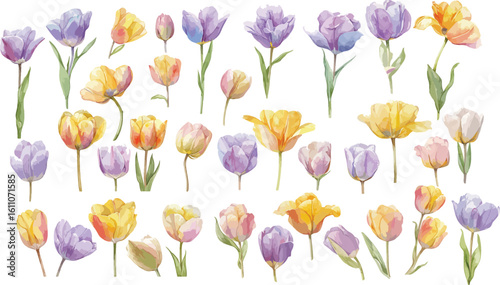  tulip watercolor clipart