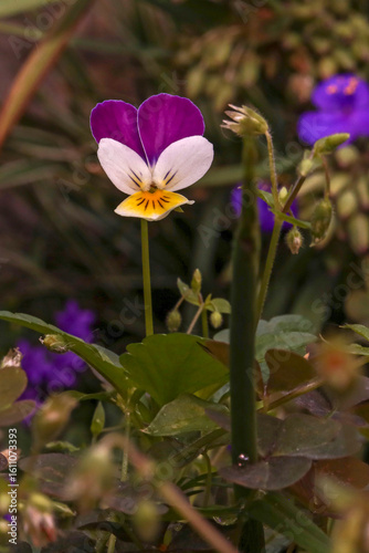 Horned violet “Johnny Jump Up”, tricolor violet, edible flower, decorative plant, flavor enhancer, garden violet, Helen Mount variety, wild pansy, homeopathy