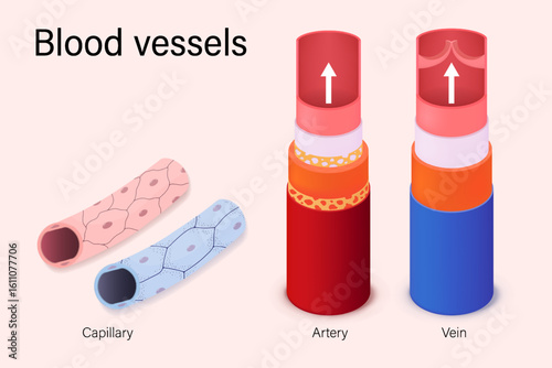 Structure of blood vessel. Arteries, veins and Capillary. Blood flow.