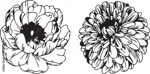Hand-drawn Peony and Chrysanthemum Flowers