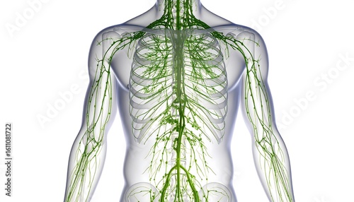 Human Lymphatic System Upper Body Anatomy Medical Illustration