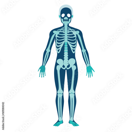 A dark, transparent blue, 3D medical illustration of a human skeleton showing anatomical bone structure