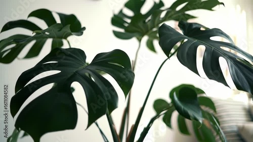 Lush Green Monstera Plant Thriving in a Bright Modern Interior