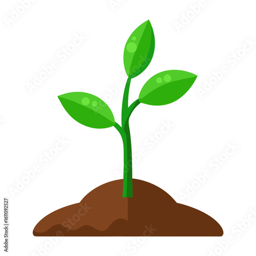 plant in a pot