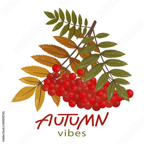 Vector illustration of vibrant red rowan berries with green and yellow autumn leaves. The text autumn vibes enhances the seasonal theme, highlighting the spirit of fall