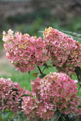 Fotografía Inflorescences of pink Hydrangea paniculata Magical candle on a background of gr