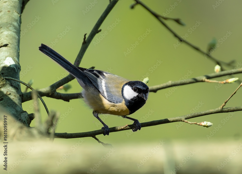 Fototapeta premium Kohlmeise