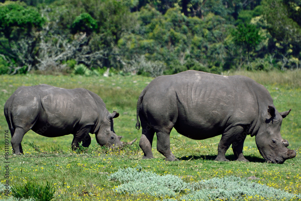 Obraz premium rhino in the grass
