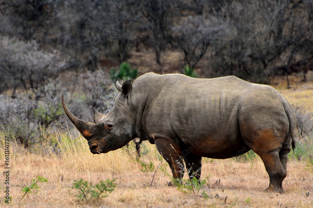 Fototapeta premium rhino in the wild