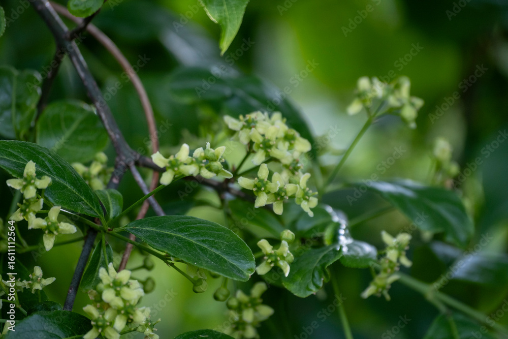 Fototapeta premium Euonymus europaeus, common spindle spring flowers closeup selective focus