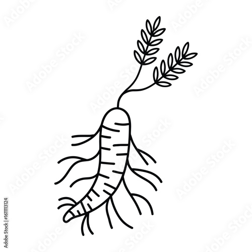 Astragalus Icon, Vector, Illustration, Icon, Outline, Line Art, Silhouette, Logo, White Background.
